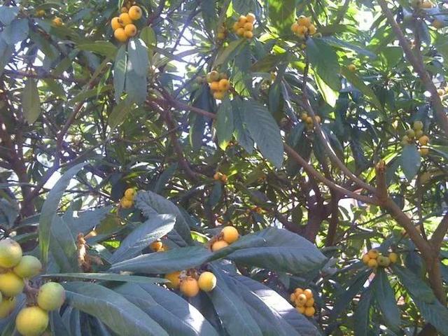 含羞的成语有哪些，含羞的诗句和成语（青梅含羞待佳人）