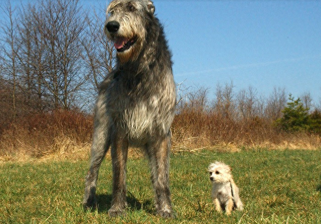 世界上凶猛的十种狗，世界大型猛犬排名