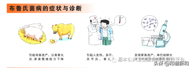 布病不治疗能够自愈吗，布病不治能自行痊愈吗（布鲁氏菌病的防护知识）
