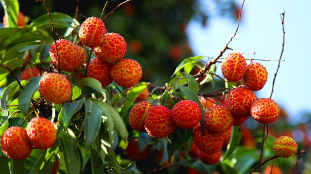广西水果特产有哪些，桂林水果特产有哪些（一年四季都有不同的水果）