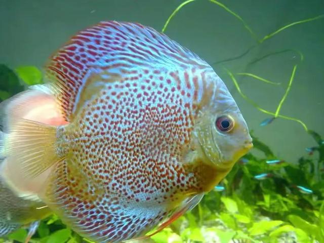 100多种神仙鱼欣赏，鳕鱼图片大全