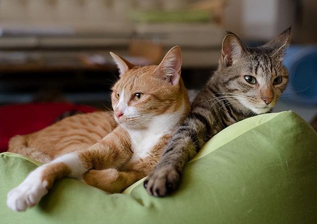 猫一年相当于人几岁，猫一年等于人多少岁（猫咪和人类年龄换算表）