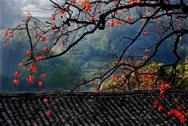 一年好景君须记最是橙黄橘绿时是什么意思，一年好景君须记最是橙黄橘绿时翻译（一年好景君须记）