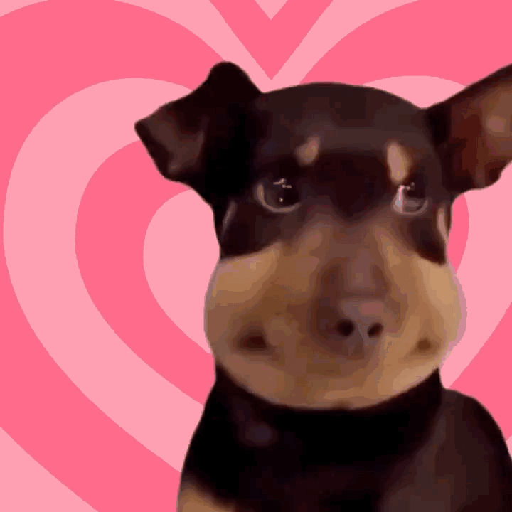 【沙雕狗狗头像】微信，【沙雕狗狗头像】（狗狗沙雕动图表情包 ​​​）