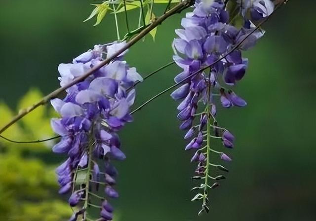 蝴蝶花的花语，118种爱的含义