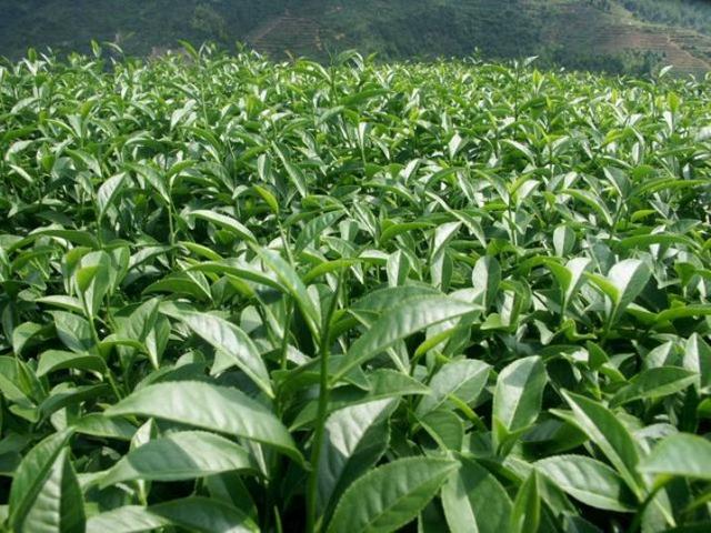 白芽奇兰是绿茶吗，福建小众茶种之一：白芽奇兰
