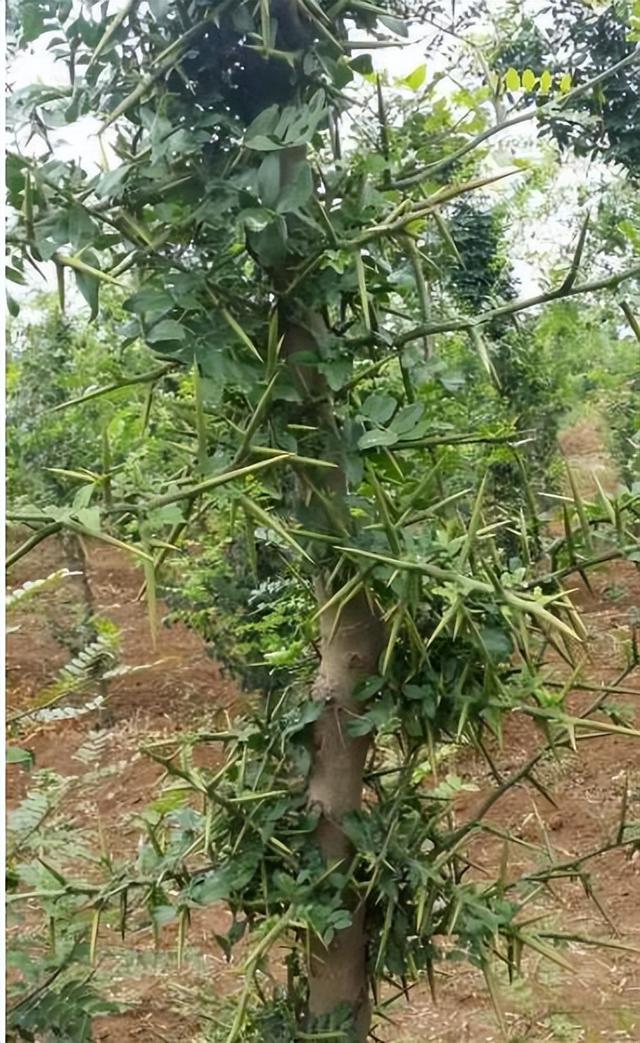 皂角米多少钱一斤，真正的皂角米多少钱一斤（能做糖水、洗衣、洗头）