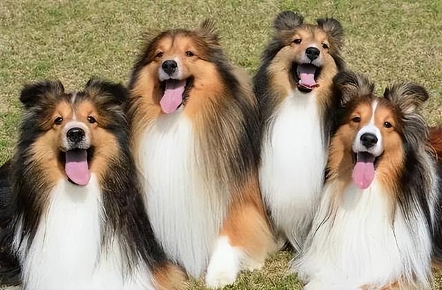 喜乐蒂牧羊犬价格，喜乐蒂牧羊犬的价格（这几点，不是人人都能接受的）