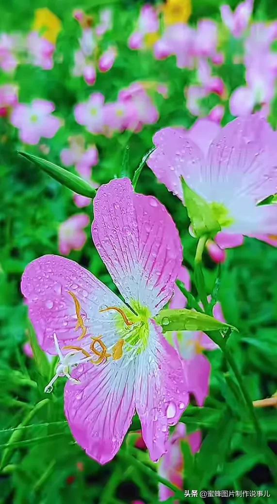 莺歌燕舞是什么季节，柳绿花红莺歌燕舞是什么季节（百花争艳的季节）