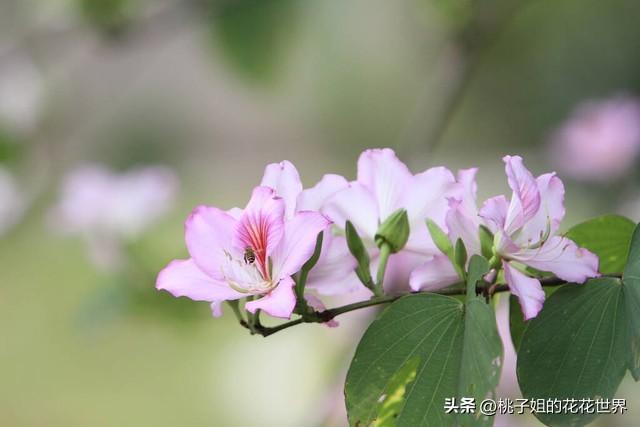 紫荆花的花语是什么，紫荆花的花语是什么意思啊（到底哪一种才是真正的“紫荆花”）