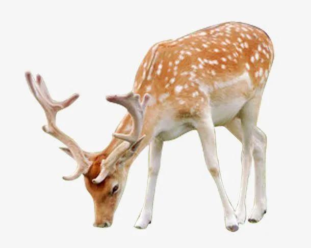 奘字怎么读，组的什么字