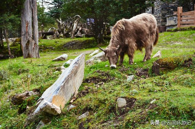 幺妹儿在四川是什么意思，幺妹是什么意思（<四川阿坝>）
