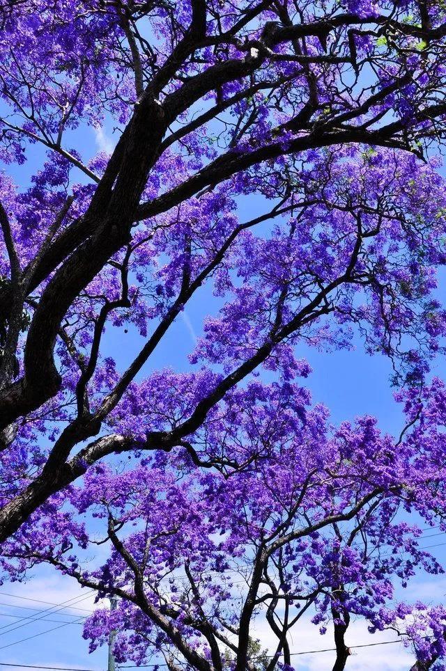 绿化中少有的蓝色系观叶植物，蓝色系植物有哪些（但就是怕冷啊）