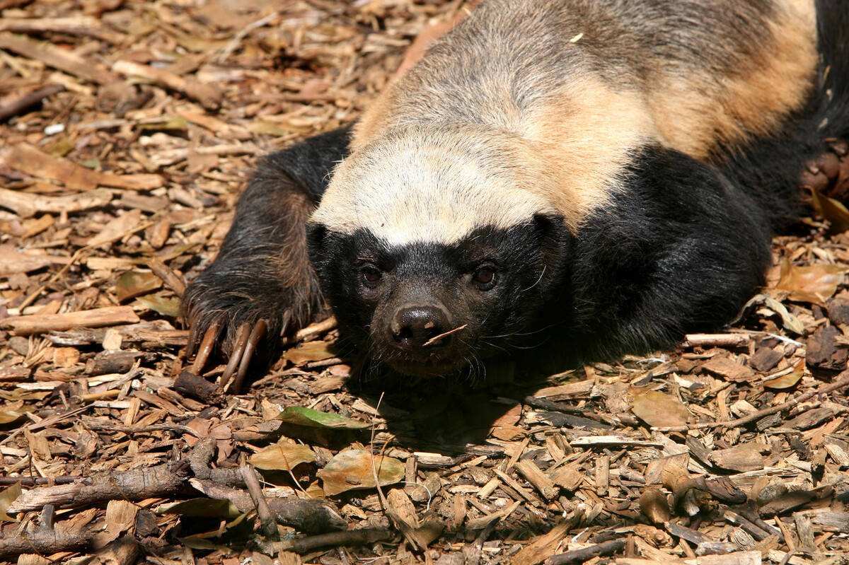 "平头哥"蜜獾其实有很多天敌,但却没有一种对它们有严重危害-