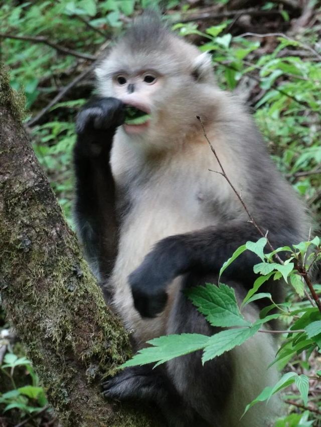这只猴子与《大耳朵图图》中"牛爷爷"动漫形象高度撞脸,如果这只"方脸