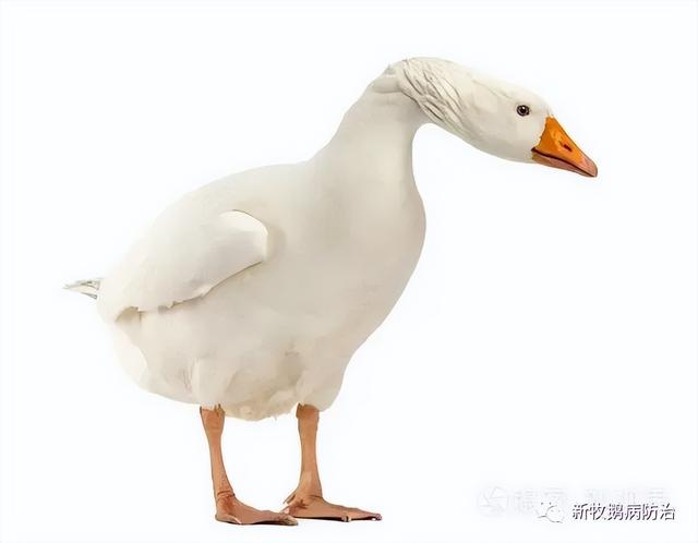 鹅几个月开始下蛋，大三花鹅几个月开始下蛋（鹅养几个月才能出栏种鹅什么时候开始控料）