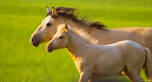 草原旅游去哪里好草原旅游胜地，草原旅游胜地有哪些（来这个内蒙最美的草原吧）