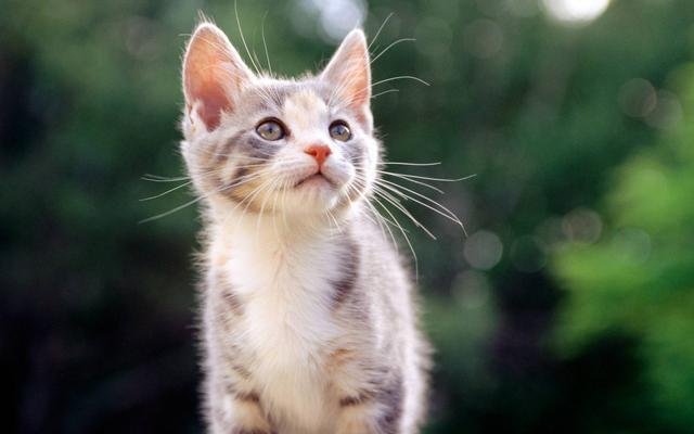 家里养猫要怎么养应该注意什么，如果家里养猫应该注意什么（新手养猫要注意什么）