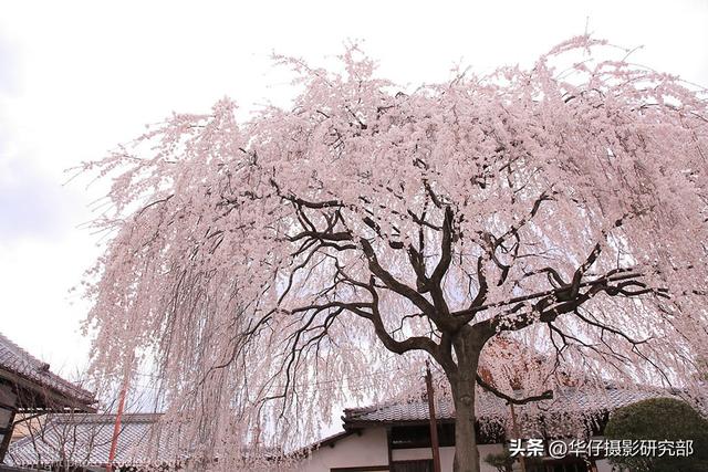 校正和矫正的区别，纠正匡正改正校正各个词的意思纠正匡正改正校正分别解释（如何使用白平衡功能渲染色彩）