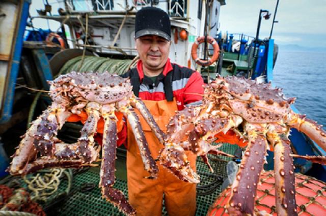 帝王蟹多少钱一只，深圳帝王蟹多少钱一斤（国内一只上千块的帝王蟹）