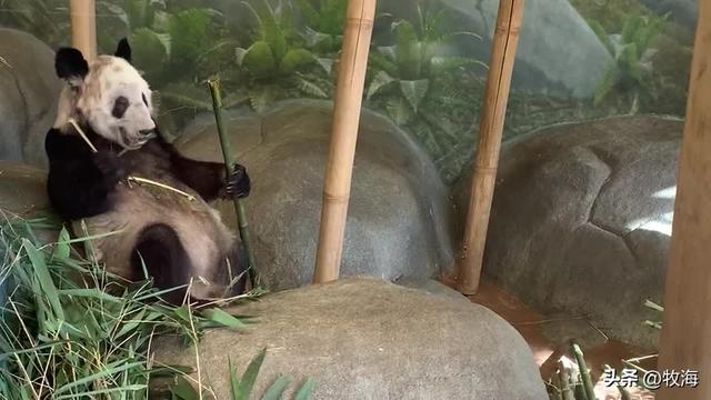 食铁兽为什么是大熊猫，大熊猫为什么叫食铁兽（中国“高价出租”的国宝）