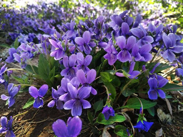 地丁花含义，地丁花为什么叫地丁花（紫花地丁<生活随笔>）