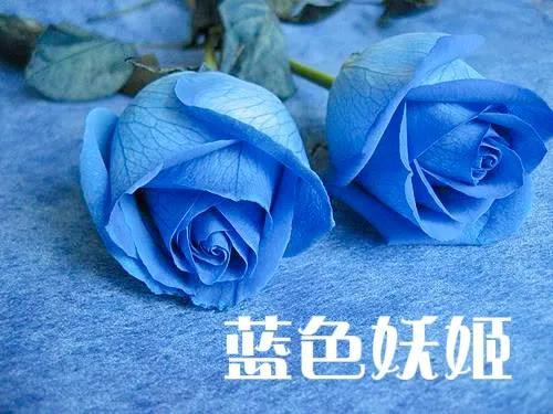 绿玫瑰花语是什么，绿玫瑰花语是什么的英语怎么说（不同颜色玫瑰花的花语）