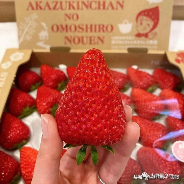 九九草莓特点，九九草莓有几个品种（中国草莓主要产地分布及品种介绍）