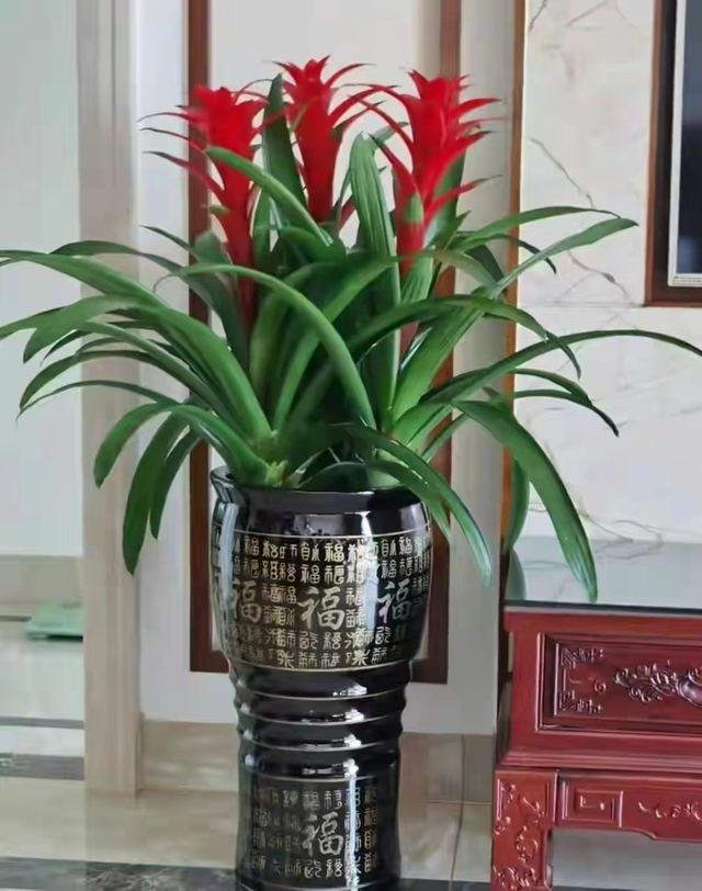 花与生活的关系花在生活中的用途，花给生活中带来了什么（美丽温馨又健康）