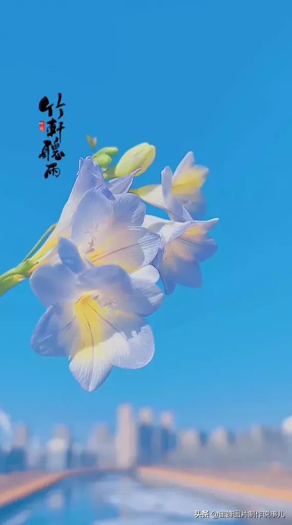 风景美图，风景美图壁纸（鲜花争艳，美景如画，过目不忘）