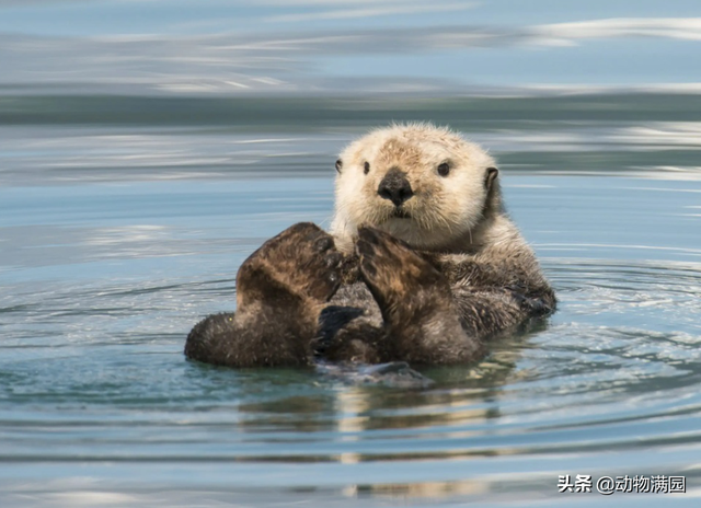 海獭和水獭的区别,海獭怎么读(物种百科:海獭)