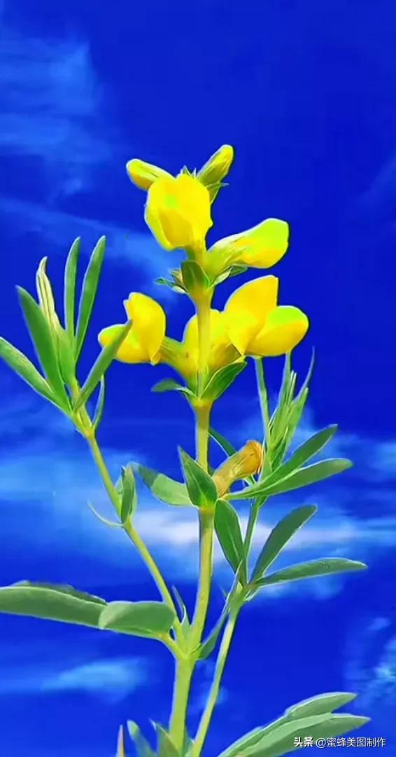 唯美花朵清新美图,图片唯美 最新图片(一束鲜花醉蓝天)