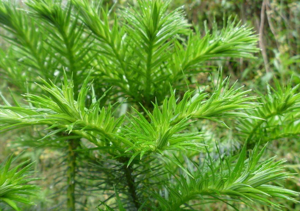 这种尖尖的杉树叶子,它的作用可大了,是一种药材,具有祛风化痰,活血