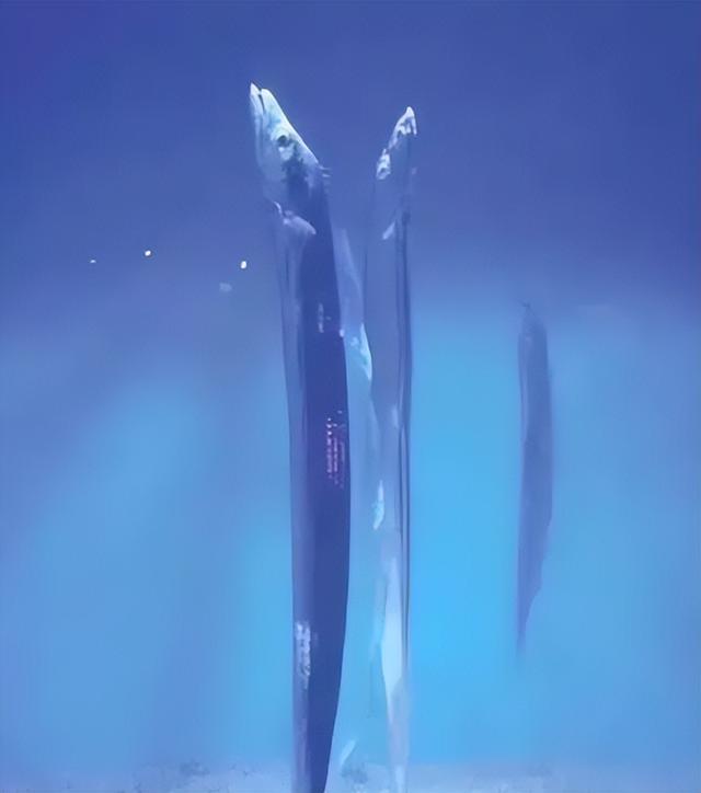 10000米恐怖深海鱼图片，恐怖的深海鱼类（海底一万米到底有多么恐怖）