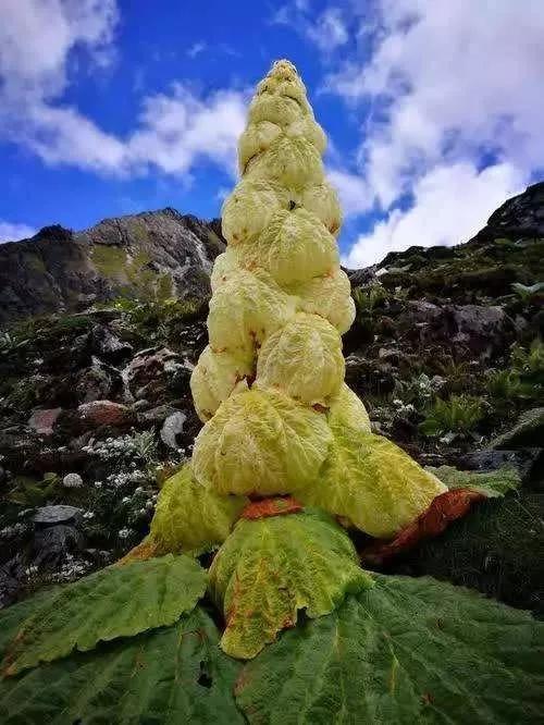 奇妙的植物有哪些，奇妙的植物有哪些?奇妙在哪里（大自然那些奇妙的植物）