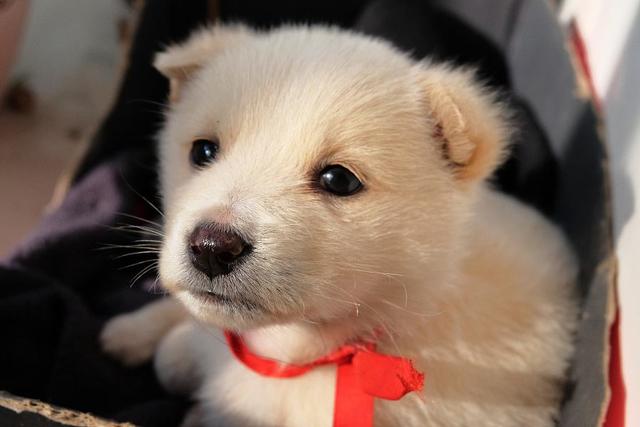中华田园犬为什么禁养，中华田园犬为什么禁养真的假的（中华田园犬为什么禁养真的假的）