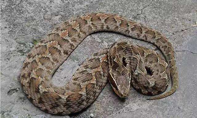 农村最常见的无毒蛇图片