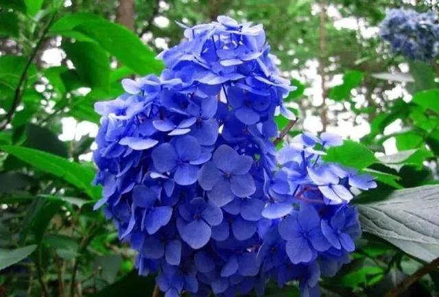 鲜花图片，鲜花图片下载 免费（分享图片：60款精美花卉图）