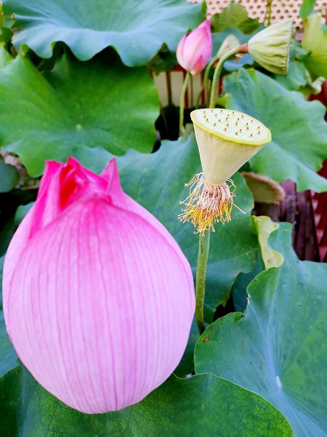 夏天荷花的描写，描写夏天荷花的景色（夏日荷花別样美）