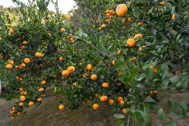 普陀山旅游攻略最新，普陀山旅游攻略2021（期待与你在普陀山朱家尖的邂逅~）