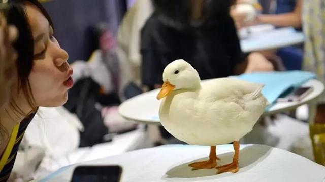 世界上最名贵的鸭子图片