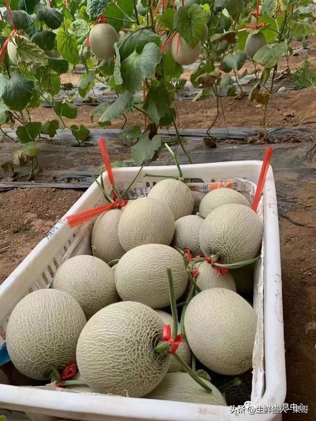 绿色的哈密瓜叫什么，绿色的哈密瓜叫什么名字（哈密瓜、蜜瓜、网纹瓜、香瓜、羊角蜜傻傻分不清）