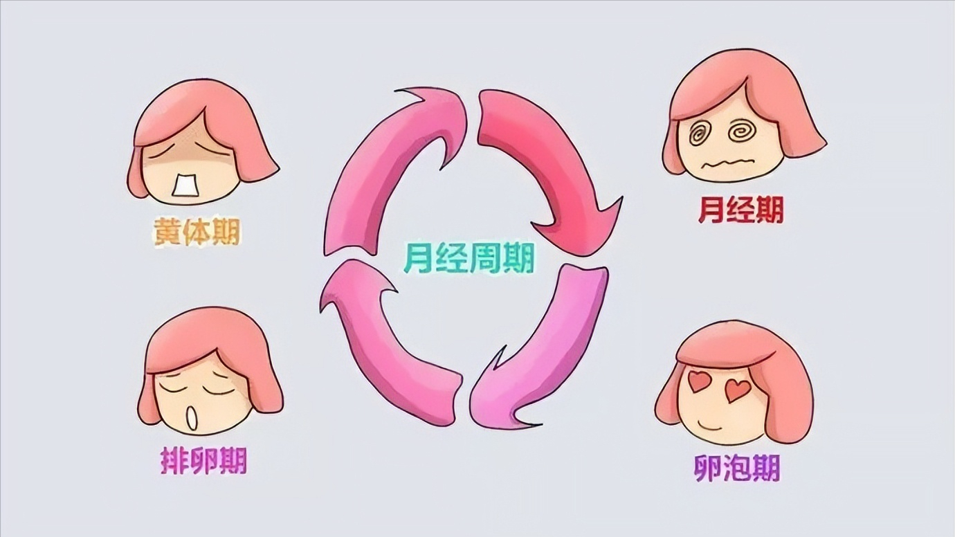 月经作为女性正常的生理现象,我们了解它自然要从女性的生理结构和