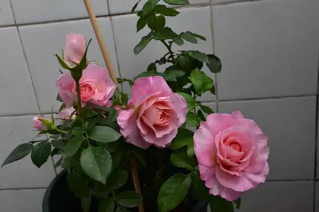 免打扰模式怎么设置，手机免打扰模式在哪里设置（手机免打扰模式开启）