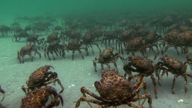 帝王蟹多少钱一只，深圳帝王蟹多少钱一斤（国内一只上千块的帝王蟹）