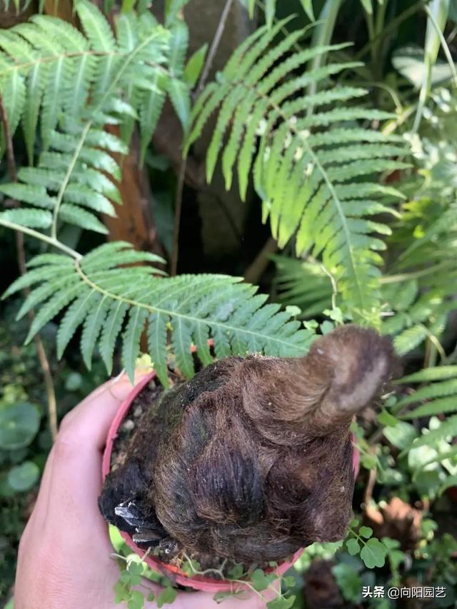 金毛狗蕨，据说广西遍地都是（金毛狗蕨类植物）