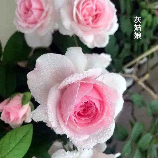 仙度瑞拉月季，仙度瑞拉是哪个公主（分享图片一一一灰姑娘月季）