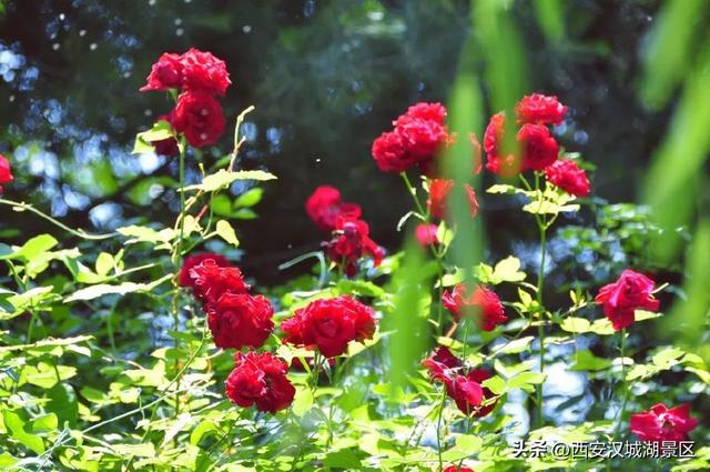 唯美图片清新简约 请允许我成为你的夏季，唯美图片清新简约头像（是时候给你点“颜色”看看了……）