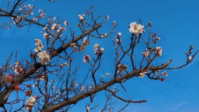 东湖绿道游玩攻略，武汉东湖磨山景区游玩攻略（这份赏梅活动指南请收好）