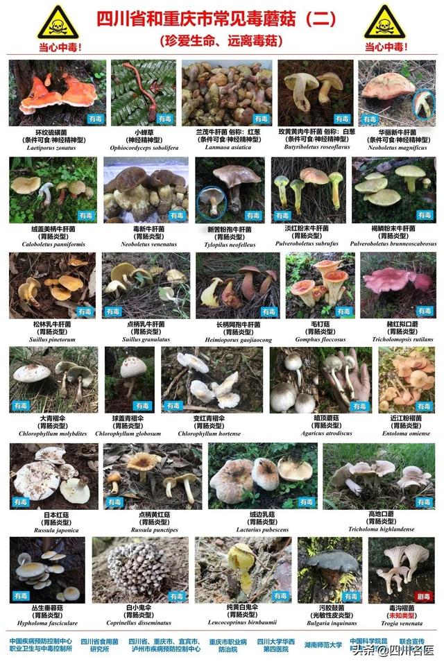 蘑菇多久能煮熟，蘑菇要多长时间可以煮熟（成都一人食用后全身青斑）